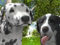 Oyunu Köpek Simülatörü 3D çevrimiçi