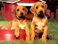 Oyunu Yavru Köpekler Eşleştirme Bulmacası çevrimiçi