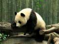 Oyunu Panda Bulmaca çevrimiçi