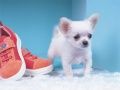 Oyunu Sevimli Yavru Köpek Bulmacası çevrimiçi