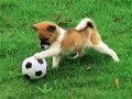 Oyunu Oynamak için Dış Mekanda Yavru Köpek Bulmacası çevrimiçi