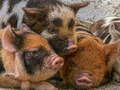 Oyunu Piglet Bulmacası çevrimiçi