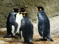 Oyunu Kral Penguen Bulmacası çevrimiçi
