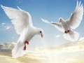 Oyunu Uçan Kuşlar çevrimiçi Oyunu Uçan Kuşlar çevrimiçi