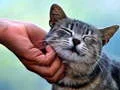 Oyunu Gıdıklayan Kedi çevrimiçi Oyunu Gıdıklayan Kedi çevrimiçi