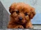 Oyunu Yavru Köpek Bulmacası çevrimiçi