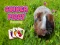 Oyunu Guinea Piggy Eşleştirme çevrimiçi Oyunu Guinea Piggy Eşleştirme çevrimiçi