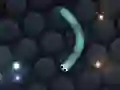 Oyunu Slither.io çevrimiçi