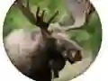 Oyunu Hayvanlar Quizi çevrimiçi Oyunu Hayvanlar Quizi çevrimiçi