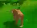 Oyunu Kaplan Simülatörü 3D çevrimiçi