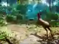 Oyunu Avcı 3D çevrimiçi