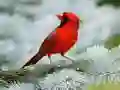 Oyunu Kuş Bulmacası çevrimiçi Oyunu Kuş Bulmacası çevrimiçi