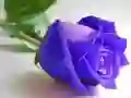 Oyunu Mavi Güller çevrimiçi
