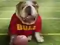 Oyunu Komik Köpek çevrimiçi