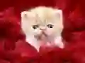Oyunu Komik Kedi çevrimiçi Oyunu Komik Kedi çevrimiçi
