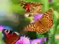 Oyunu Kelebek Kaydırağı çevrimiçi Oyunu Kelebek Kaydırağı çevrimiçi