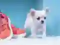 Oyunu Sevimli Yavru Köpek Bulmacası çevrimiçi Oyunu Sevimli Yavru Köpek Bulmacası çevrimiçi