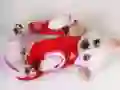 Oyunu Sevimli Yavru Köpek Kaydırağı çevrimiçi
