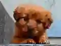 Oyunu Yavru Köpek Bulmacası çevrimiçi Oyunu Yavru Köpek Bulmacası çevrimiçi
