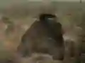 Oyunu Tank Savaşı çevrimiçi Oyunu Tank Savaşı çevrimiçi