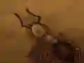 Oyunu Kırıntıyı Kurtar çevrimiçi Oyunu Kırıntıyı Kurtar çevrimiçi