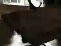 Oyunu Drift Z çevrimiçi Oyunu Drift Z çevrimiçi