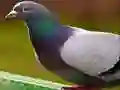 Oyunu Güvercin Yapbozu çevrimiçi Oyunu Güvercin Yapbozu çevrimiçi