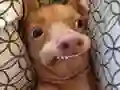 Oyunu Sen hangi meme köpeğisin? çevrimiçi Oyunu Sen hangi meme köpeğisin? çevrimiçi