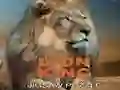 Oyunu Aslan Kral Yapboz çevrimiçi Oyunu Aslan Kral Yapboz çevrimiçi