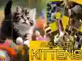 Oyunu Bulmaca Kaygan Kediler çevrimiçi