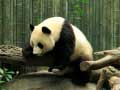 Oyunu Panda Bulmaca çevrimiçi