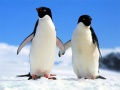 Oyunu Penguen Bulmacası çevrimiçi