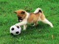 Oyunu Oynamak için Dış Mekanda Yavru Köpek Bulmacası çevrimiçi