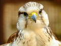 Oyunu Gyrfalcon Bulmacası çevrimiçi